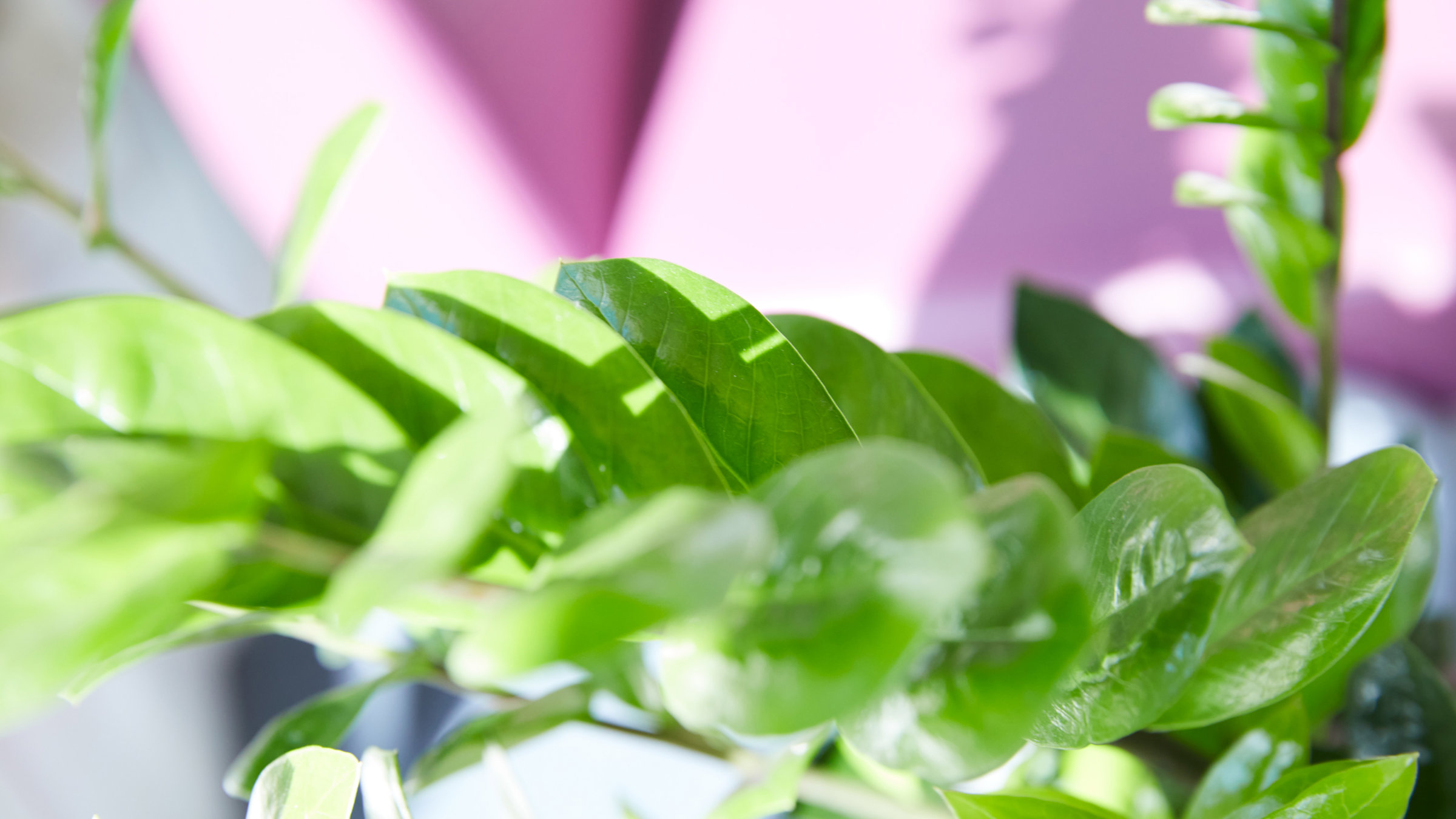 Clinic plant