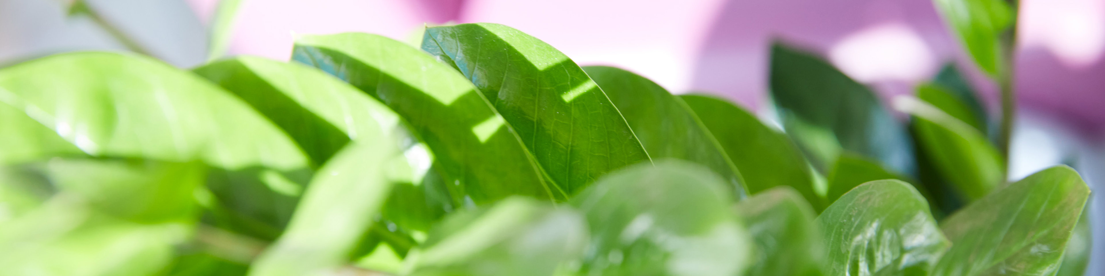 Clinic plant