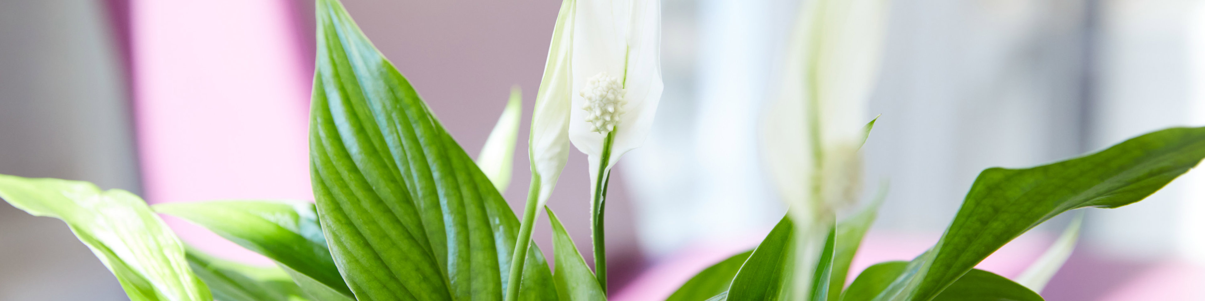 Plant at clinic