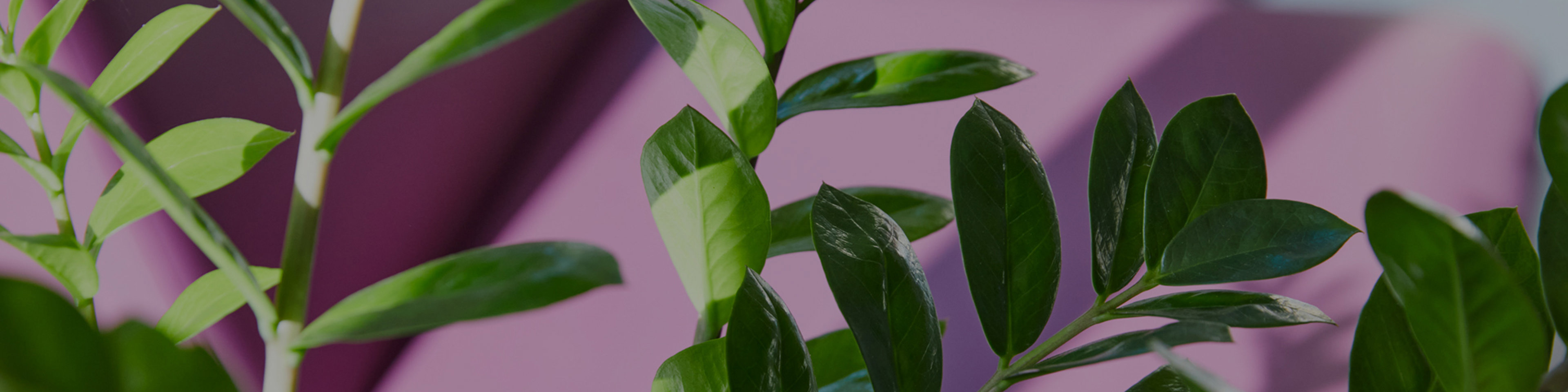 Plant at clinic