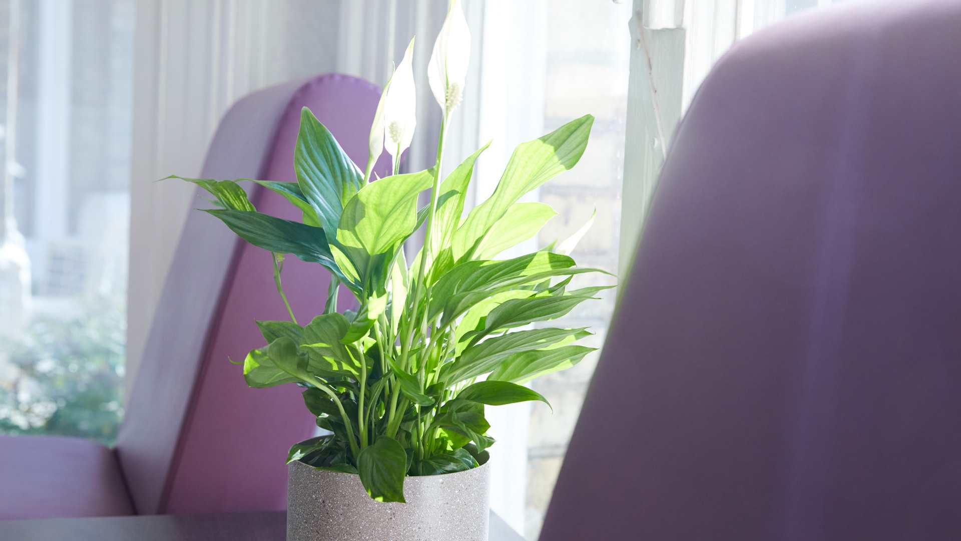 Chair and plant at clinic