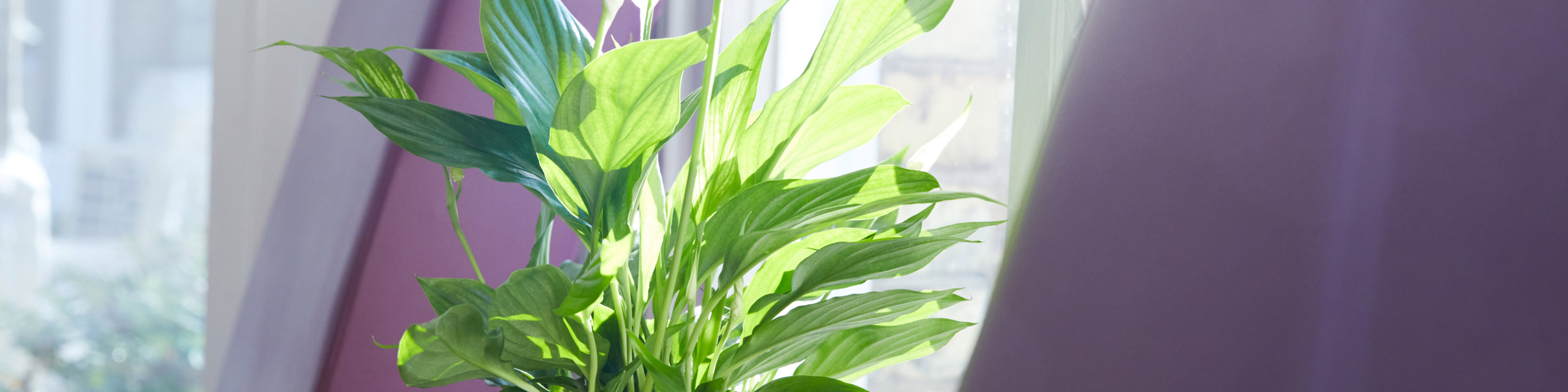 Chair and plant at clinic