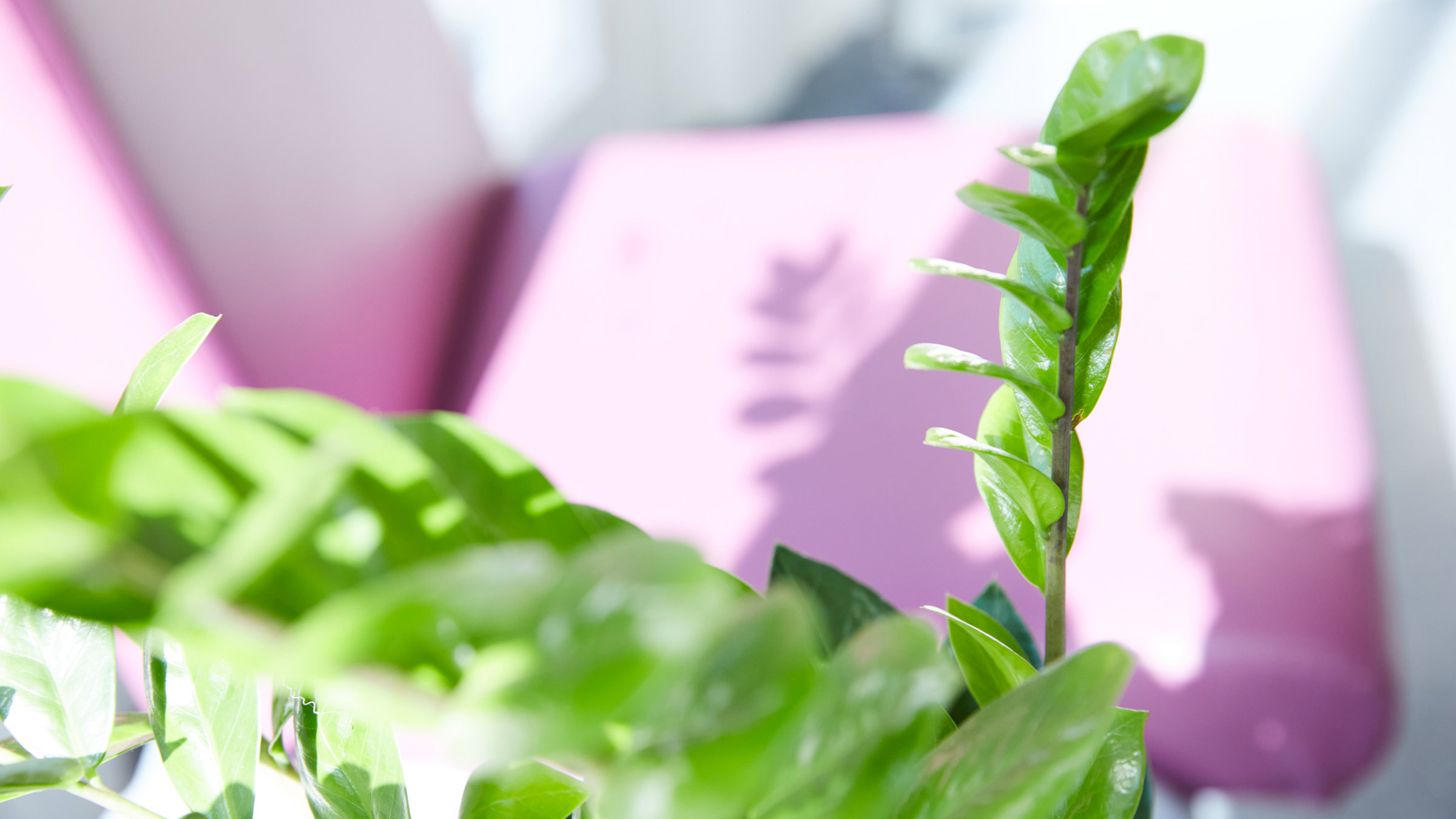 Plant at clinic
