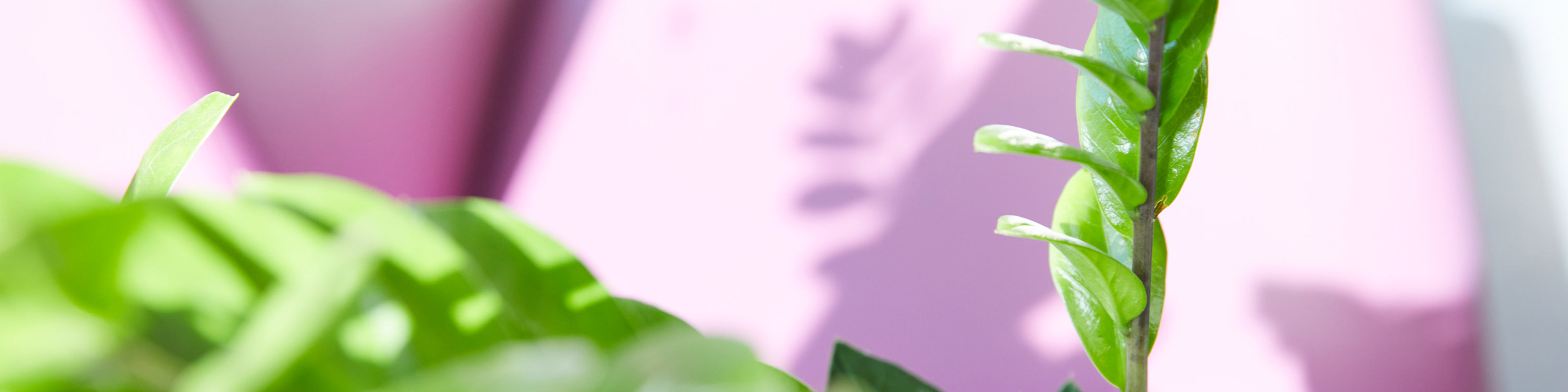 Plant at clinic