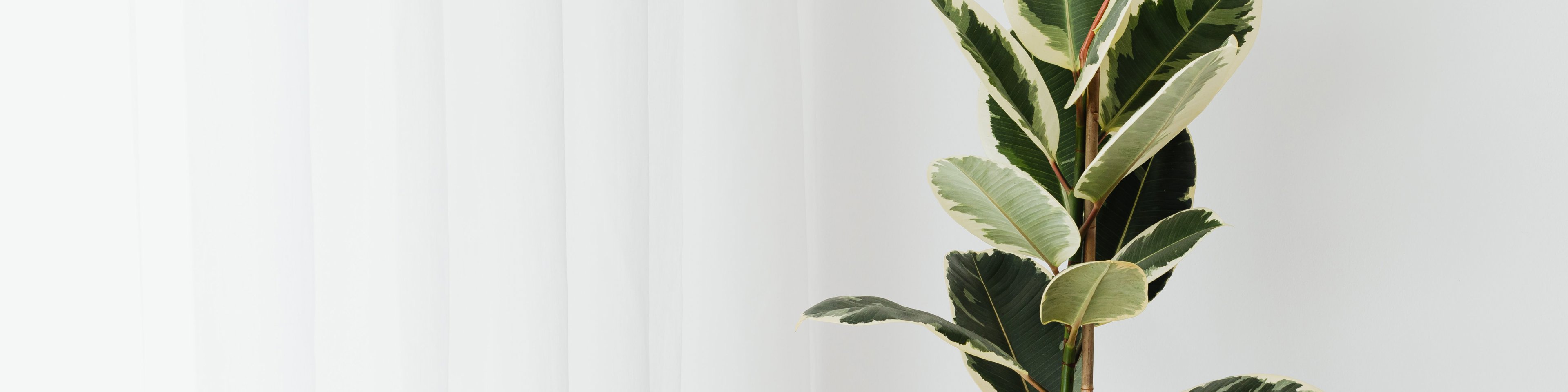 Green plant