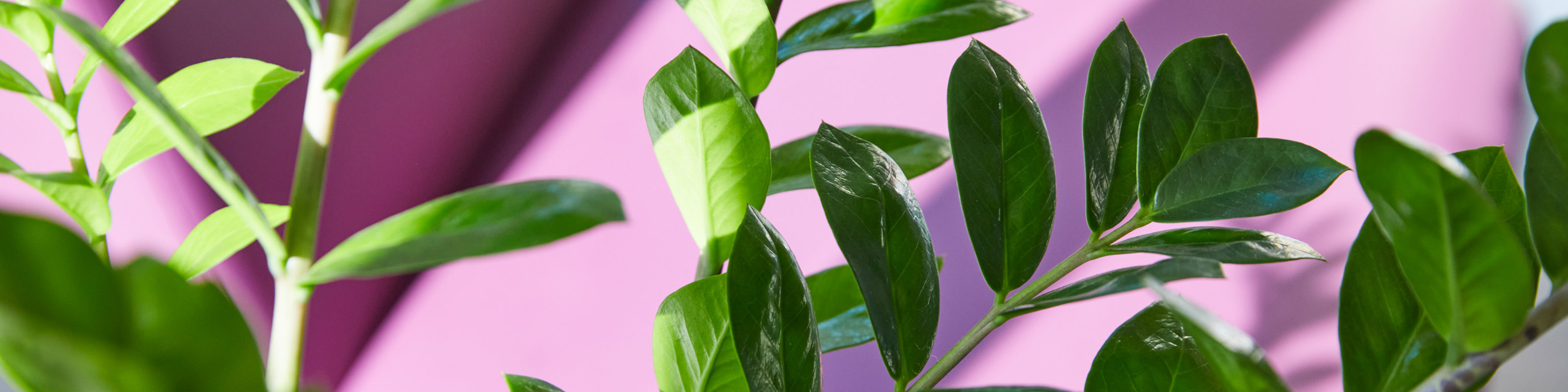 Plant at clinic
