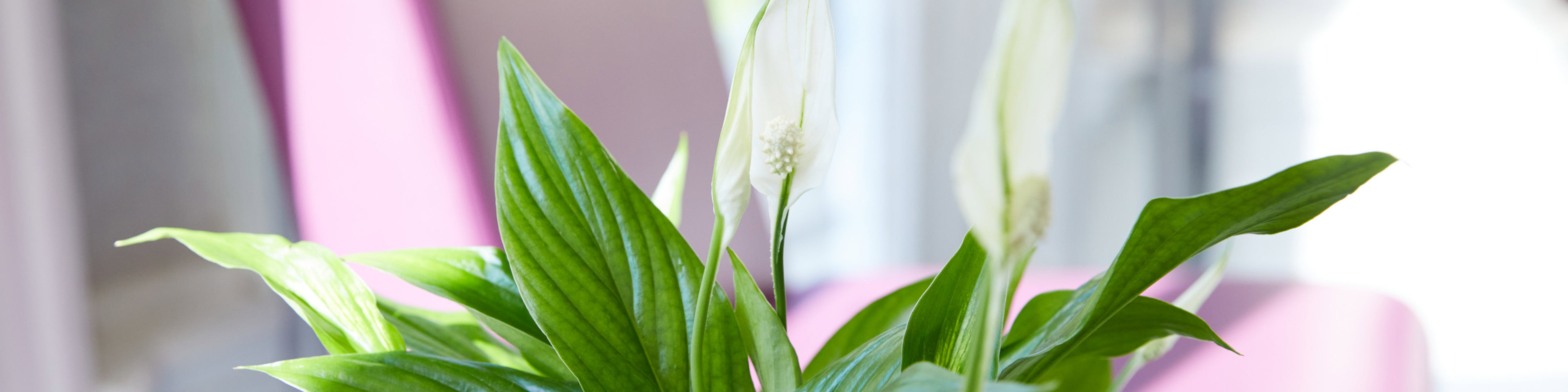 Plant at clinic