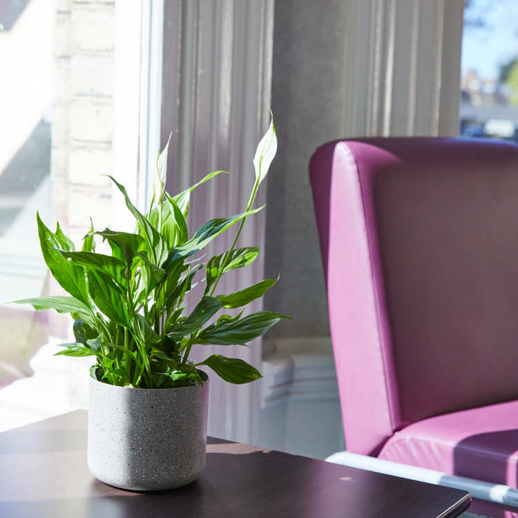 Chair and plant at clinic