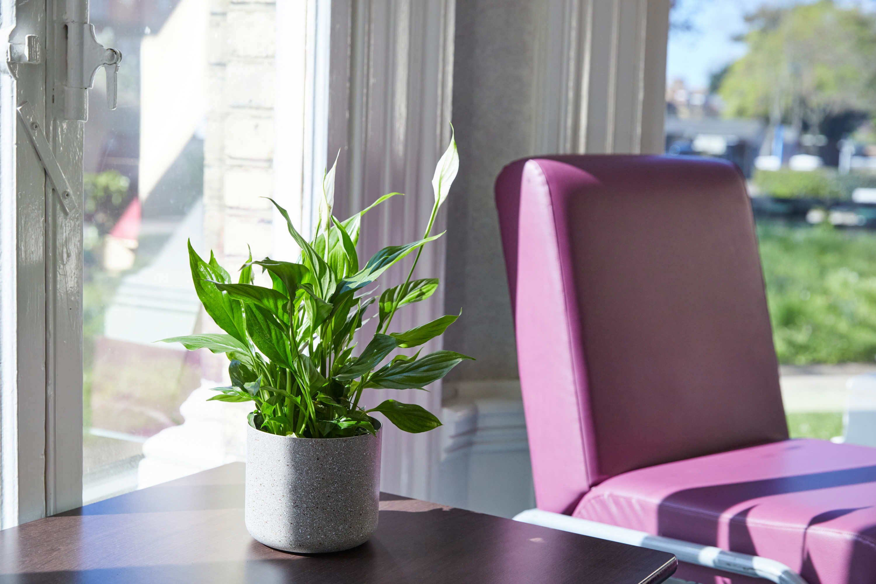 Chair and plant at clinic