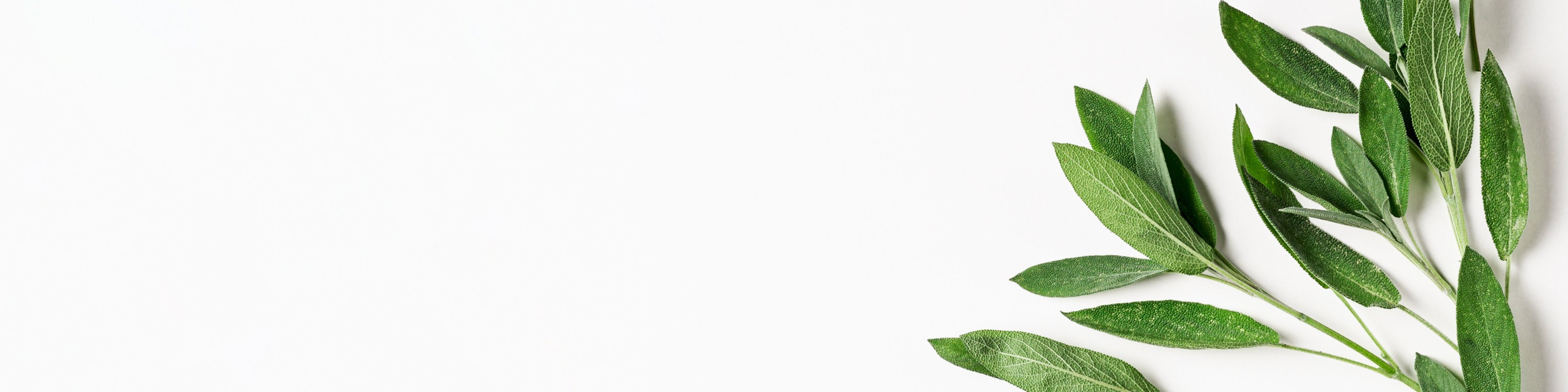 Plant at clinic