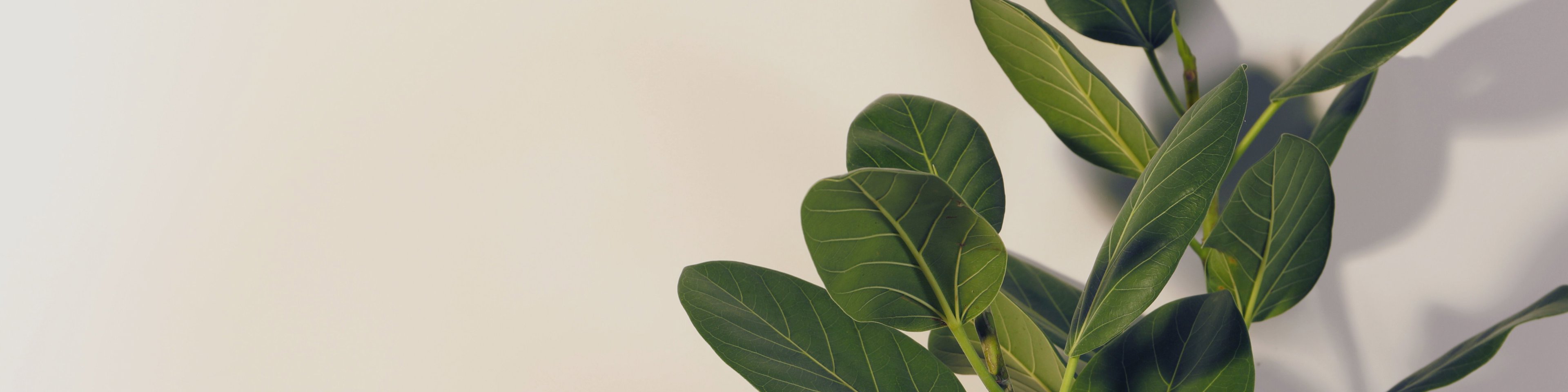 Plant at clinic
